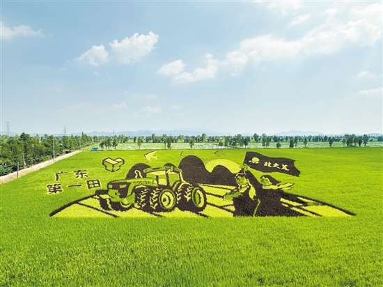 粮食生产“国家队”——北大荒集团与江门“广东第一田”合作打造的稻田画。