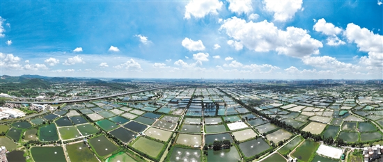 棠下镇沙富村鱼塘成片，为当地村民带来了稳定收入。