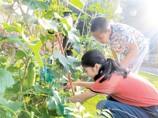 蓬江区里仁小学的学生在摘瓜。