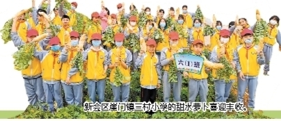 新会区崖门镇三村小学的甜水萝卜喜迎丰收。