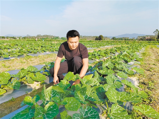 莫健威带着村民一起种香芋南瓜，奔向共同致富。