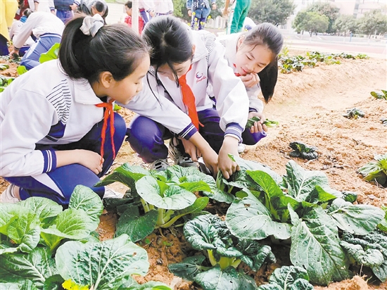 共和镇中心小学的学生在观察“责任田”里农作物的生长情况。