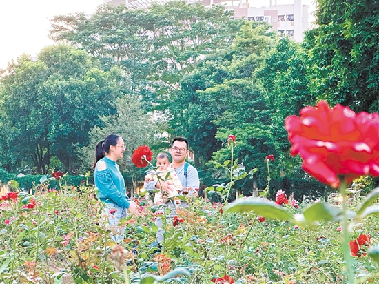 东湖公园玫瑰花艳丽绽放。