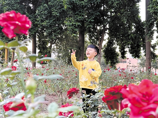 小朋友在玫瑰花丛中开心拍照。