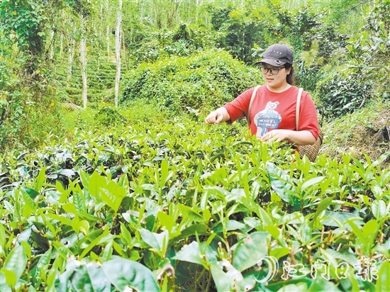 吴小敏亲力亲为，打理茶园。