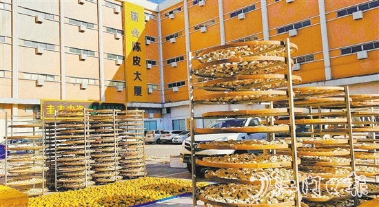 新会柑采摘季，不少陈皮商户在园区内晾晒陈皮，遍地金黄，柑香弥漫。
