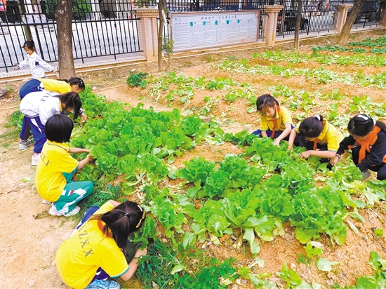 同学们各显身手采摘生菜。