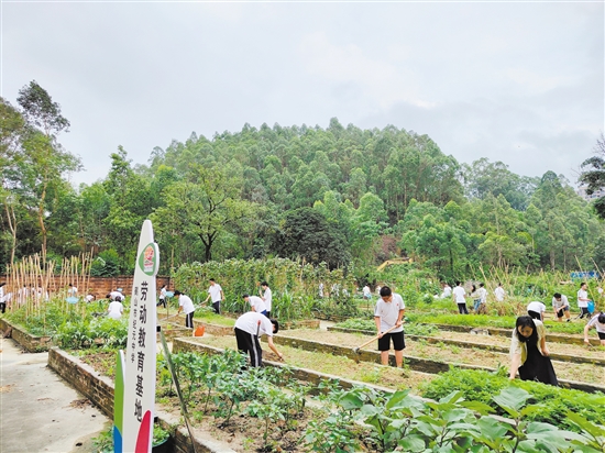 纪元中学学生在劳动教育基地劳作。
