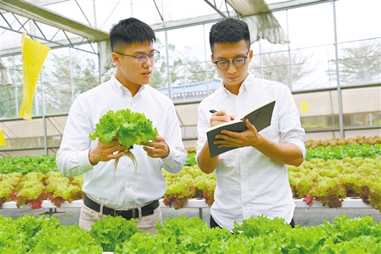 罗伟特（左）、梁立锋（右）等香港青年大学毕业后选择到江门创业，扎根侨乡追逐梦想。