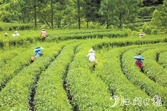 以茶兴镇是大沙镇坚持的产业振兴策略。