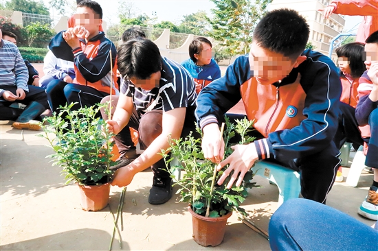 江门市特殊教育学校职高园艺班的同学们整理要义卖的盆栽。张翠玲