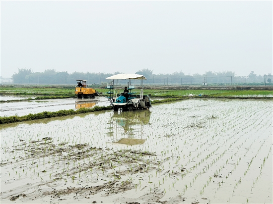 在开平市百合镇茅冈村，农机在希望的田野上作业。