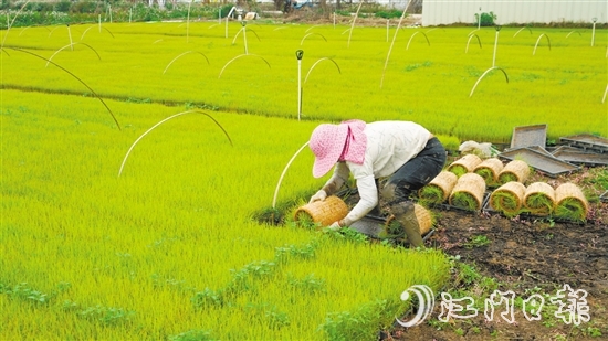 在育秧基地里，工人正忙着把育好的秧苗装盘。