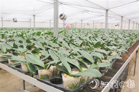 兰花种苗在温室大棚里茁壮成长。