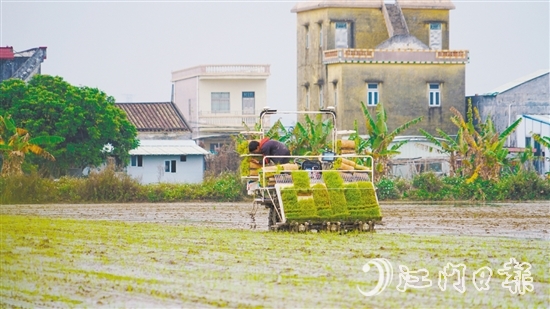 莫介标在无人驾驶插秧机上补充秧苗。