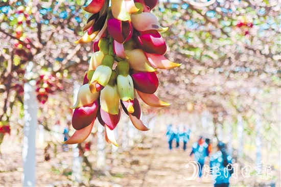 台山市红岭种子园内的禾雀花竞相绽放，吸引了大批市民、游客前来踏青赏花。