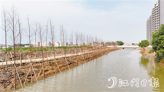 大鳌镇整治后的河道水质显著改善，周边环境“焕新颜”。