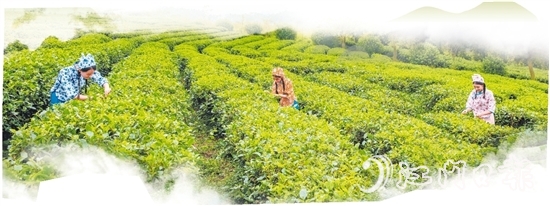 共和镇来苏茶场种植有“英红九号”“金牡丹”等茶树20多种，是江门较大的茶树品种园之一。