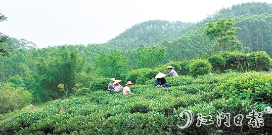 春茶采摘时节，艺华茶场内一片忙碌景象。