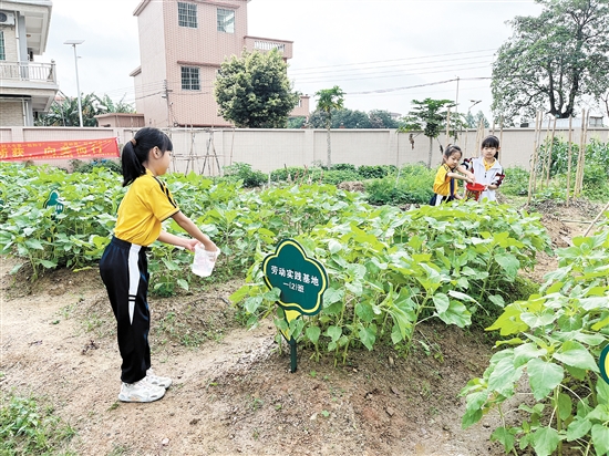 古劳镇双桥小学依托“耦耕苑”开展劳动教育。