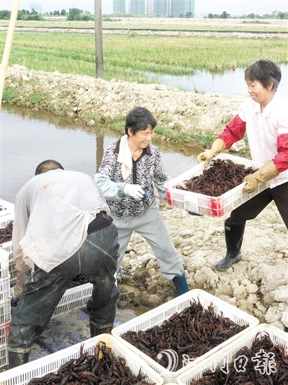“稻虾共生”项目增加了村集体经济、村民收入，让部分村民实现“家门口”就业。
