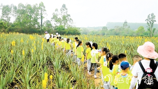 台山瑷露德玛芦荟庄园推出多条研学游精品路线。