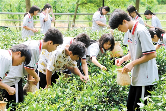 学生们在导师的指导下采摘茶叶。