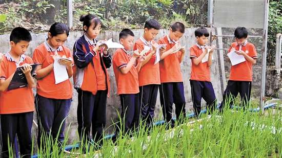 桐井小学的学生观察校园内的航天水稻生长情况，写一篇作文或一首现代诗歌。