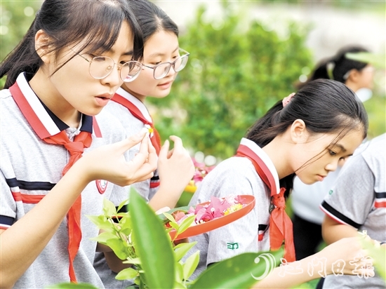 学生正在采收中草药。