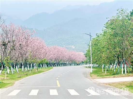 鹤城镇城西村打造油菜花田、樱花大道等景观，吸引各地游客慕名而来。