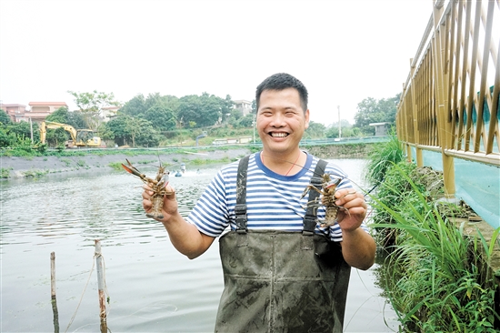 蓝龙虾销量喜人，价格坚挺，鹤山桃源镇蟠光村养殖户李杰勇手举个头肥美、张牙舞爪的蓝龙虾喜笑颜开。