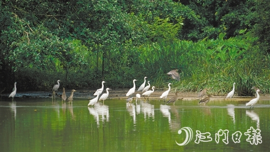 目前正值鹭鸟繁殖期，小鸟天堂国家湿地公园内，鹭鸟在浅滩觅食嬉戏。