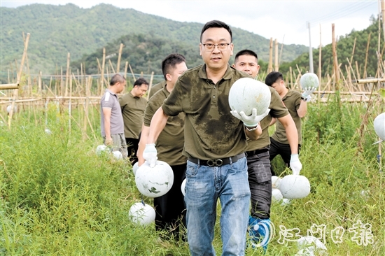 苍城镇“两新”组织党员帮忙采摘潭碧冬瓜。