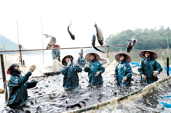 鲜美的大沙水库鱼跃出水面。