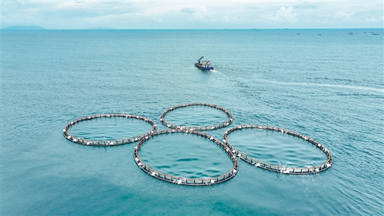 我市加快建设海洋强市，累计建成投放多个重力式深水网箱。