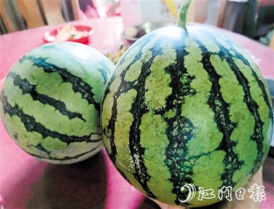 暑夏适宜吃西瓜。