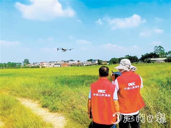 江门人保财险工作人员运用无人机“飞防”服务助力早稻病虫害防治。