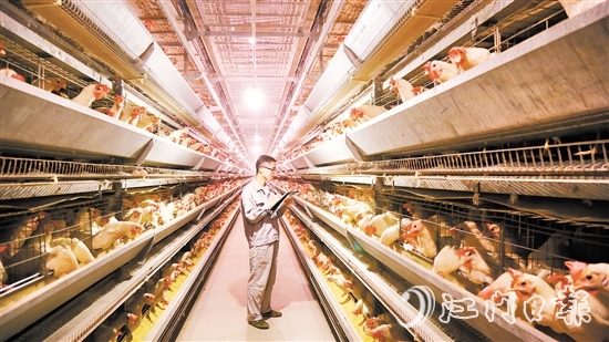 广东圣迪乐村生态食品有限公司的鸡舍内，养殖工人正在记录蛋鸡生长情况。
