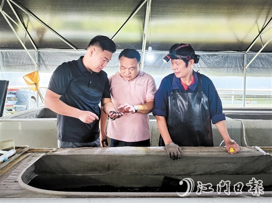 王浩（左）与黄小英（右）在观察水蛭成长情况。