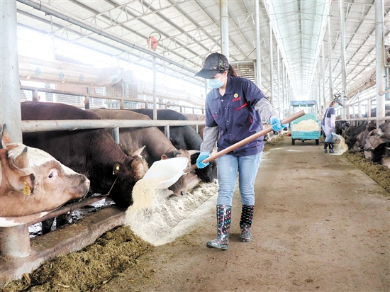 龙口镇大力发展“牛”产业，形成养殖、屠宰、销售、加工、餐饮的肉牛全产业链。