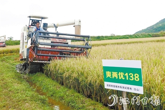 北陡镇加强技术攻坚培育适配良种,筛选出“广红3号”“爽两优138”等适合北陡种植的耐盐碱水稻品种。 北陡镇加强技术攻坚培育适配良种,筛选出“广红3号”“爽两优138”等适合北陡种植的耐盐碱水稻品种。