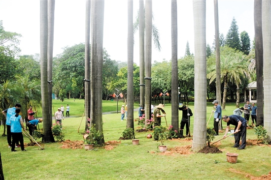 工作人员在大王椰旁种植簕杜鹃,打造“市花林景”。 工作人员在大王椰旁种植簕杜鹃,打造“市花林景”。