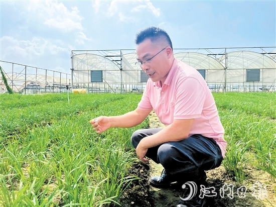 麦健辉蹲在韭菜田中，认真观察韭菜长势。