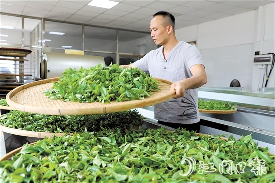 吴艺华坚持用传统方法制茶。
