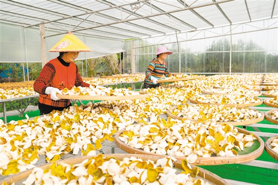 新会陈皮具有很高的药用价值。 新会陈皮具有很高的药用价值。