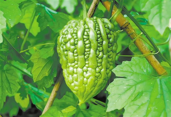 杜阮凉瓜的产地范围为蓬江区杜阮镇全镇。 杜阮凉瓜的产地范围为蓬江区杜阮镇全镇。