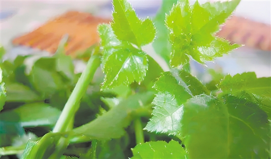 恩平簕菜产地遍布恩平全境。 恩平簕菜产地遍布恩平全境。