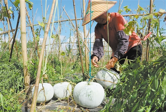 “潭碧冬瓜”以产地苍城镇潭碧村得名,拥有200多年种植历史。 “潭碧冬瓜”以产地苍城镇潭碧村得名,拥有200多年种植历史。