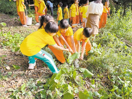 双合镇合成小学为每个班级划分了“责任田”，实现自主种植、自主养护。