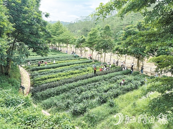 学生们在大沙里·欢茶谷的茶园里体验采茶。